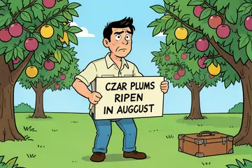 Let erop dat je pruimenbomen tegelijk rijp zijn: ‘wie in augustus in Spanje zit, heeft niets aan de Czar’